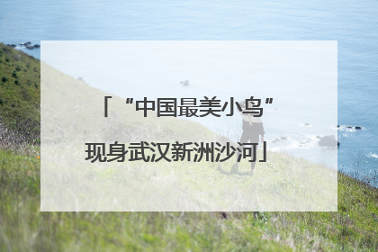 “中国最美小鸟”现身武汉新洲沙河