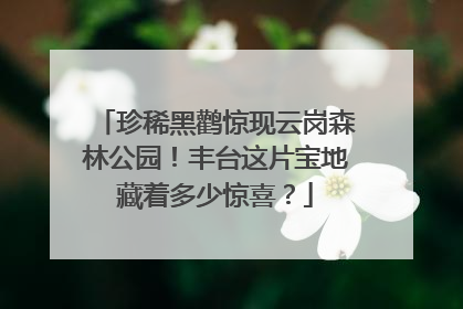珍稀黑鹳惊现云岗森林公园！丰台这片宝地藏着多少惊喜？