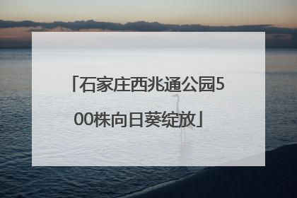 石家庄西兆通公园500株向日葵绽放