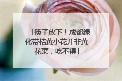 筷子放下！成都绿化带桔黄小花并非黄花菜，吃不得
