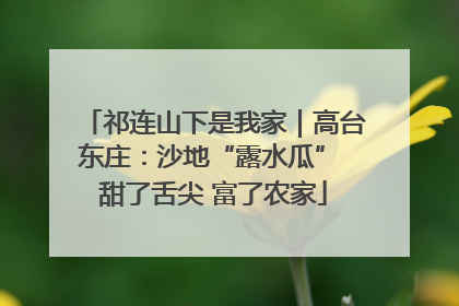 祁连山下是我家｜高台东庄：沙地“露水瓜” 甜了舌尖 富了农家
