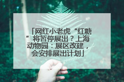 网红小老虎“红糖”将暂停展出？上海动物园：展区改建，会安排展出计划