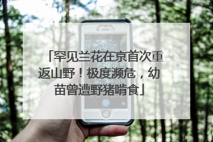 罕见兰花在京首次重返山野！极度濒危，幼苗曾遭野猪啃食