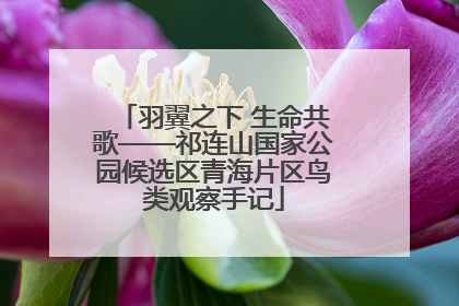羽翼之下 生命共歌——祁连山国家公园候选区青海片区鸟类观察手记