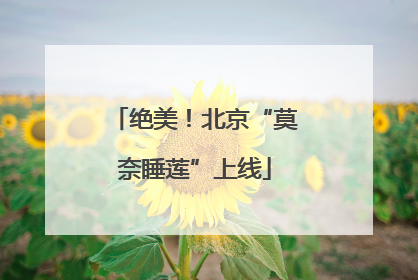 绝美！北京“莫奈睡莲”上线