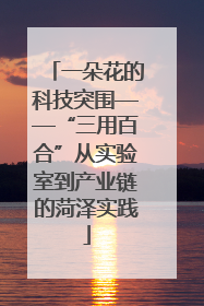 一朵花的科技突围——“三用百合”从实验室到产业链的菏泽实践