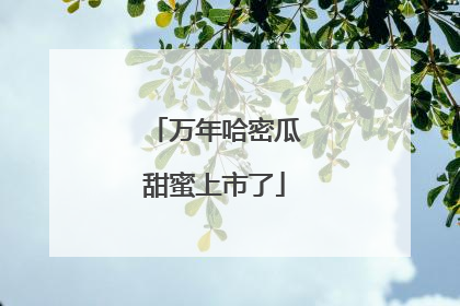 万年哈密瓜甜蜜上市了