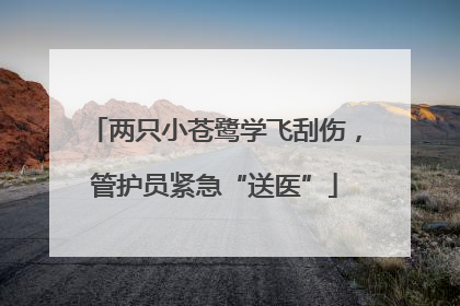 两只小苍鹭学飞刮伤，管护员紧急“送医”