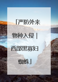 严防外来物种入侵｜西部黑寡妇蜘蛛