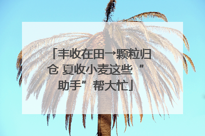 丰收在田→颗粒归仓 夏收小麦这些“助手”帮大忙