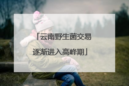 云南野生菌交易逐渐进入高峰期