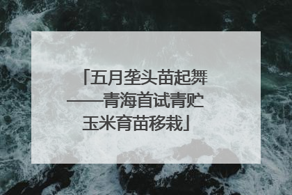 五月垄头苗起舞——青海首试青贮玉米育苗移栽
