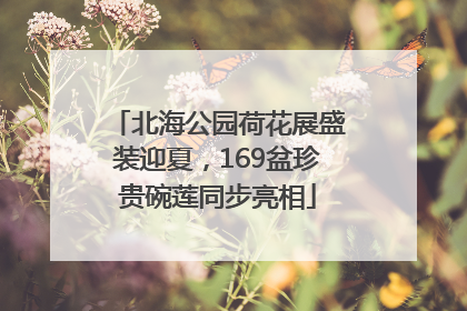 北海公园荷花展盛装迎夏，169盆珍贵碗莲同步亮相