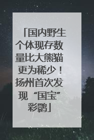 国内野生个体现存数量比大熊猫更为稀少！扬州首次发现“国宝”彩鹮