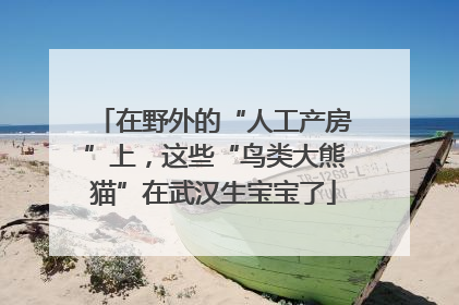 在野外的“人工产房”上，这些“鸟类大熊猫”在武汉生宝宝了
