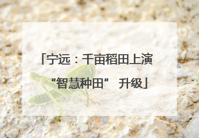 宁远：千亩稻田上演 “智慧种田” 升级