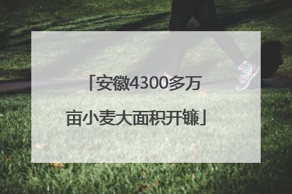 安徽4300多万亩小麦大面积开镰