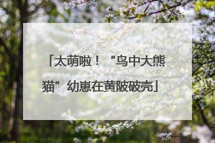 太萌啦！“鸟中大熊猫”幼崽在黄陂破壳
