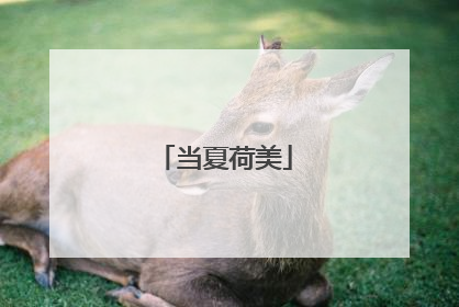 当夏荷美