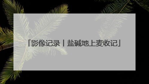 影像记录丨盐碱地上麦收记