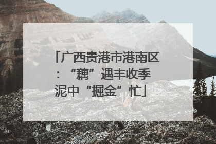 广西贵港市港南区：“藕”遇丰收季 泥中“掘金”忙