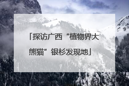 探访广西“植物界大熊猫”银杉发现地