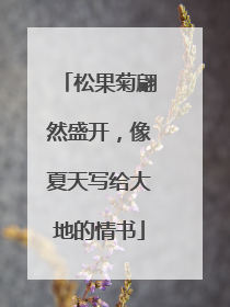 松果菊翩然盛开，像夏天写给大地的情书