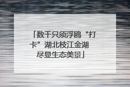 数千只须浮鸥“打卡”湖北枝江金湖 尽显生态美景