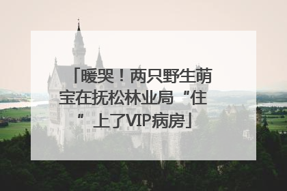 暖哭！两只野生萌宝在抚松林业局“住”上了VIP病房