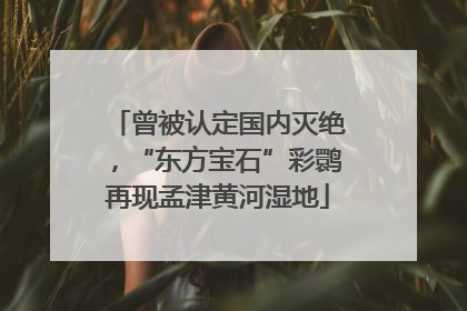 曾被认定国内灭绝，“东方宝石”彩鹮再现孟津黄河湿地