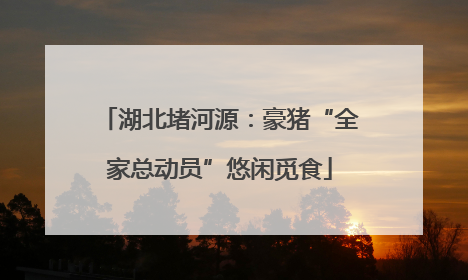 湖北堵河源：豪猪“全家总动员”悠闲觅食