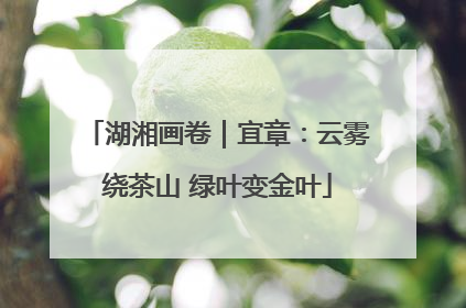 湖湘画卷｜宜章：云雾绕茶山 绿叶变金叶