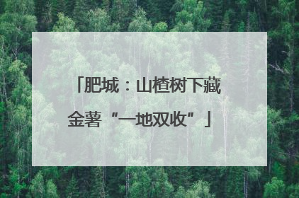 肥城：山楂树下藏金薯“一地双收”