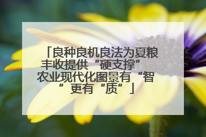 良种良机良法为夏粮丰收提供“硬支撑” 农业现代化图景有“智”更有“质”