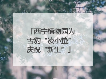 西宁植物园为雪豹“凌小蛰”庆祝“新生”