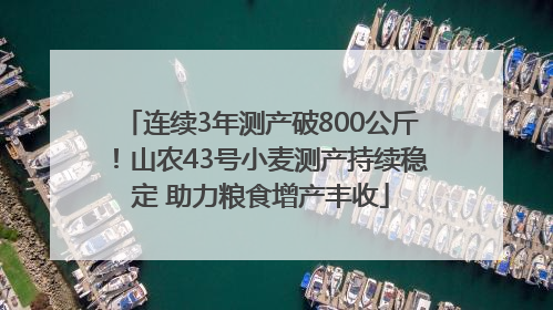 连续3年测产破800公斤！山农43号小麦测产持续稳定 助力粮食增产丰收