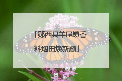 郧西县羊尾镇香料烟田焕新颜