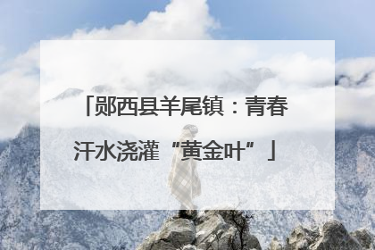 郧西县羊尾镇：青春汗水浇灌“黄金叶”