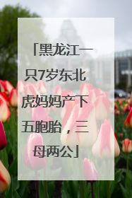 黑龙江一只7岁东北虎妈妈产下五胞胎，三母两公