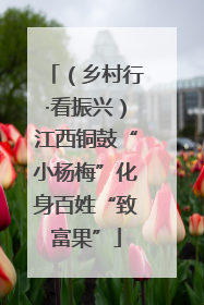 （乡村行·看振兴）江西铜鼓“小杨梅”化身百姓“致富果”